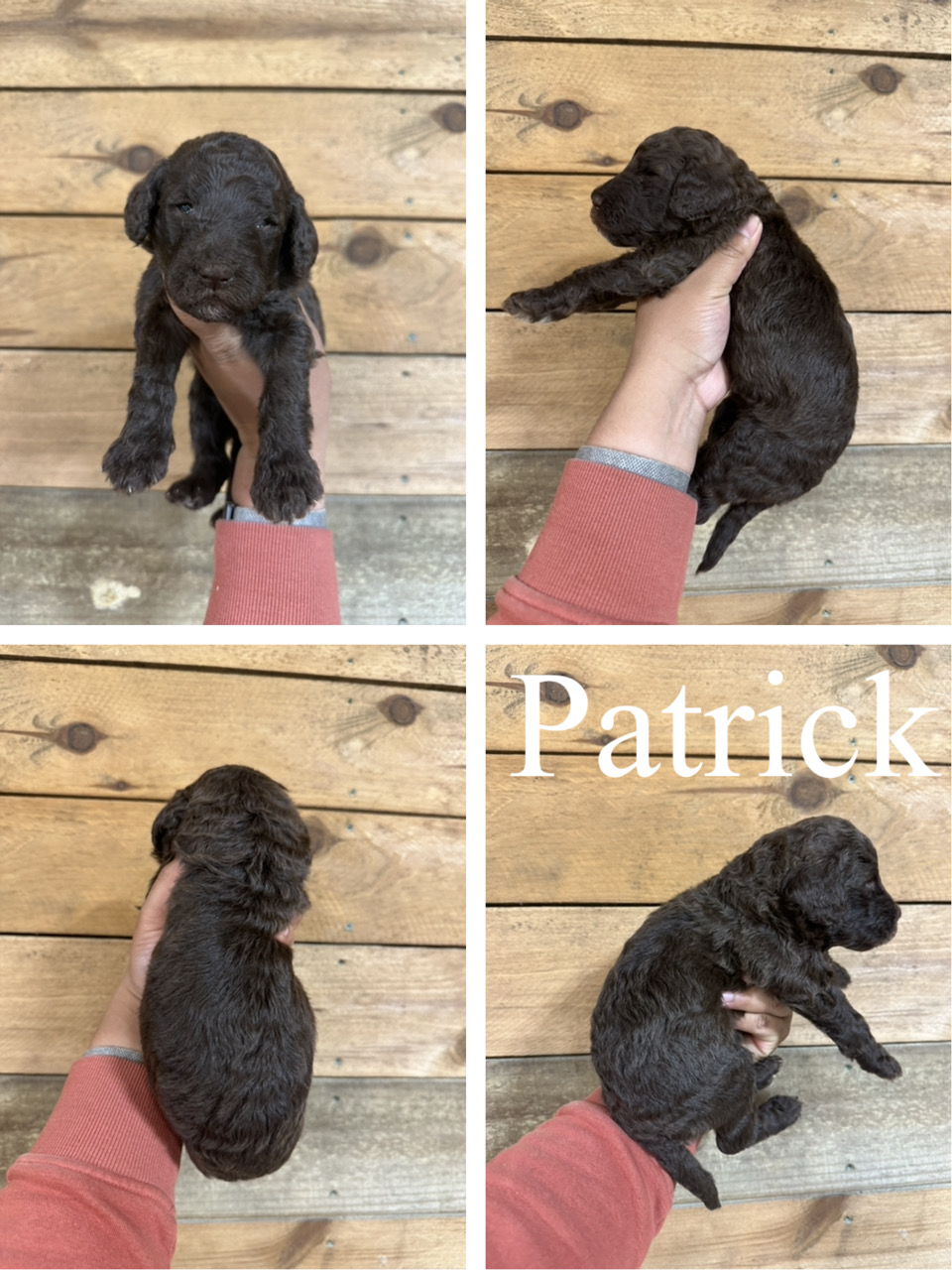 Patrick 1